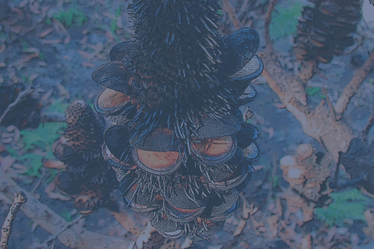 Stylised image of a banksia seed pod.