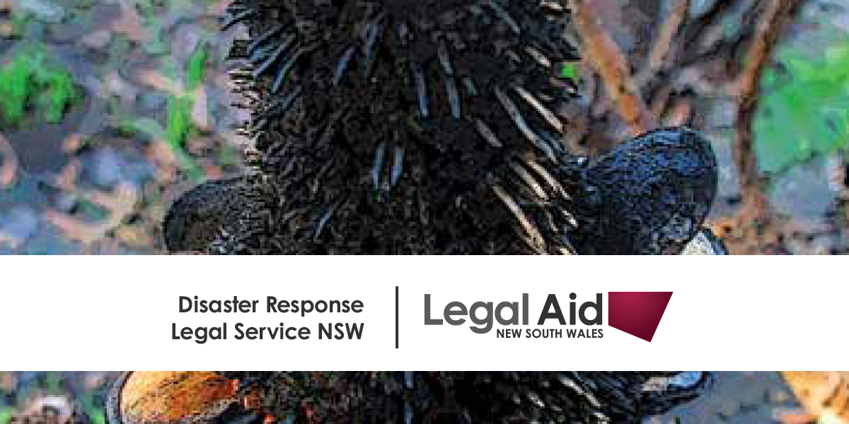A white ribbon containing the Disaster Response Legal Service and Legal Aid NSW logos can be seen over the top of an image of a burnt banksia.